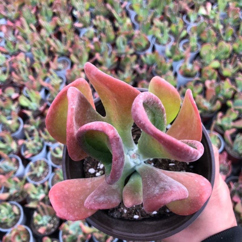 火狐狸多肉植物老桩稀有多肉办公室桌面巨大多肉贵货绿植花卉