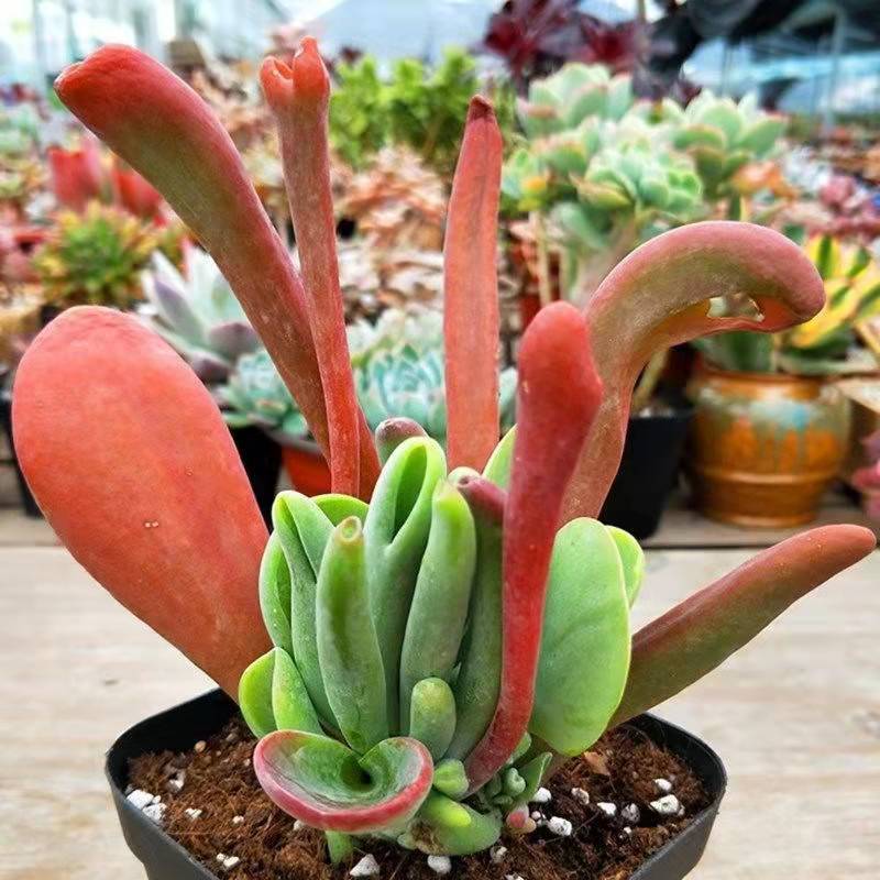 火狐狸多肉植物老桩稀有多肉办公室桌面巨大多肉贵货绿植花卉