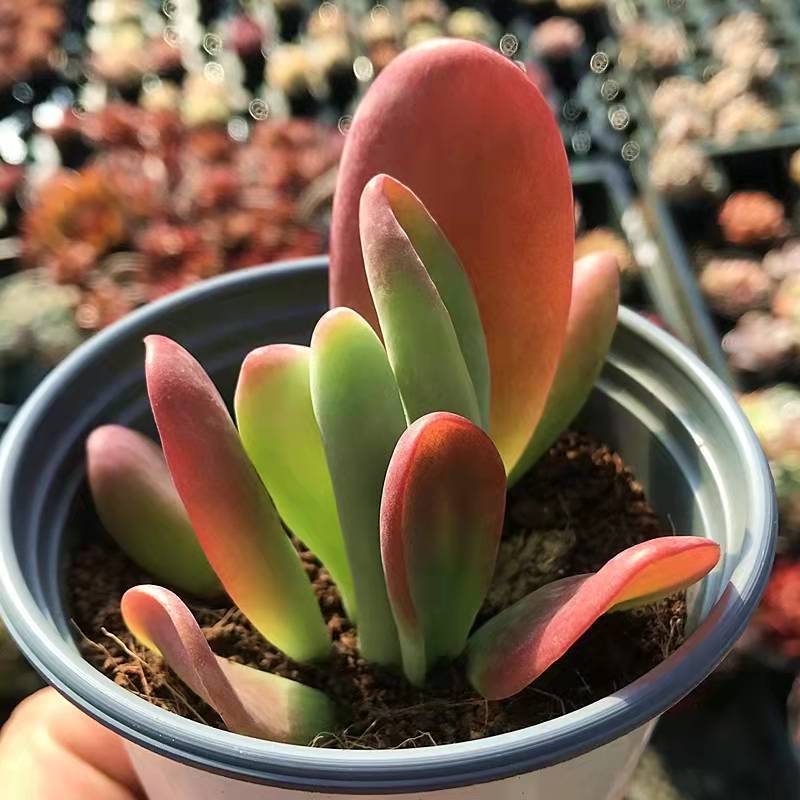 火狐狸多肉植物老桩稀有多肉办公室桌面巨大多肉贵货绿植花卉