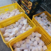 炎陵黄桃大量上市产地直发保证质量欢迎随时联系