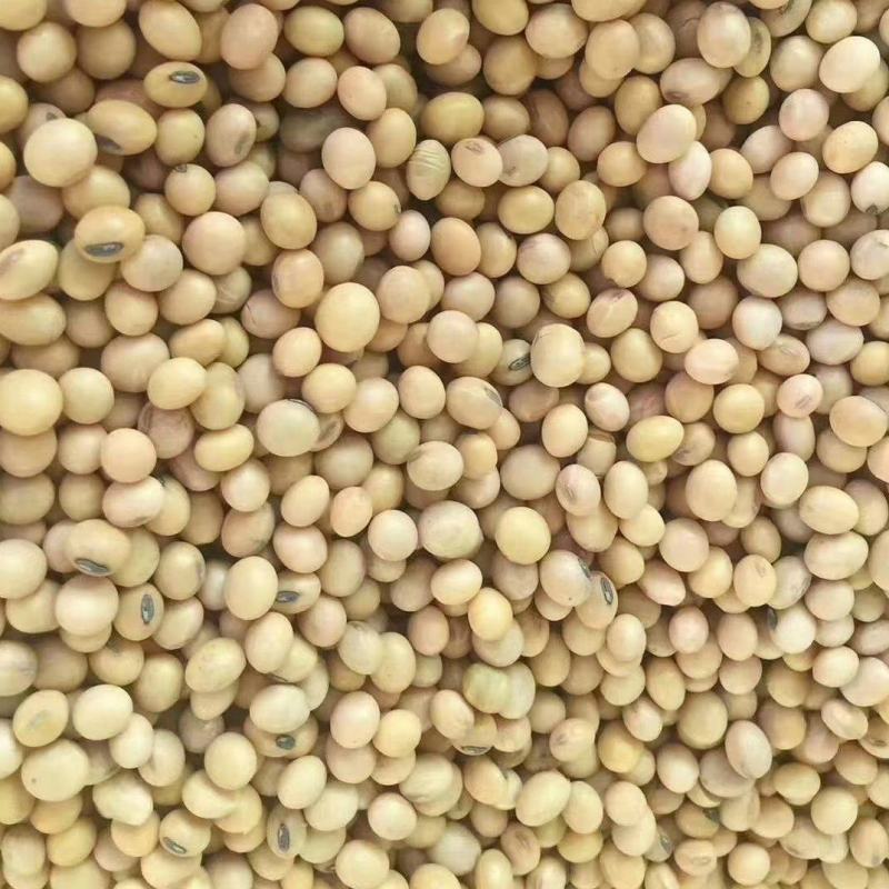 高蛋白黄豆