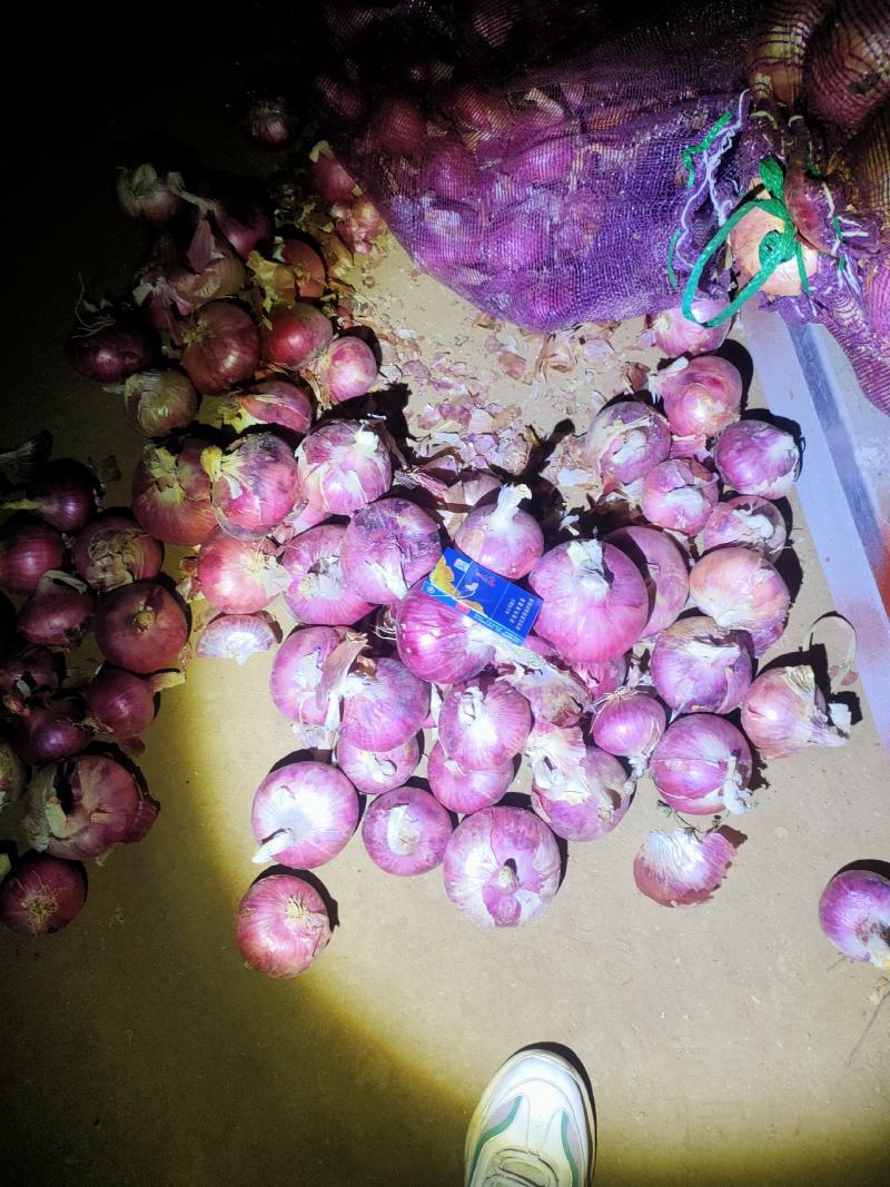聊城二红洋葱，大量现货供应，冷库大量现货供应