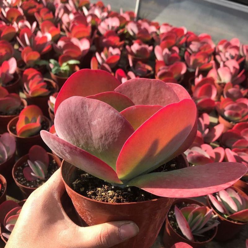 多肉植物爱心唐印新手好养老桩阳台办公室趣味小绿植