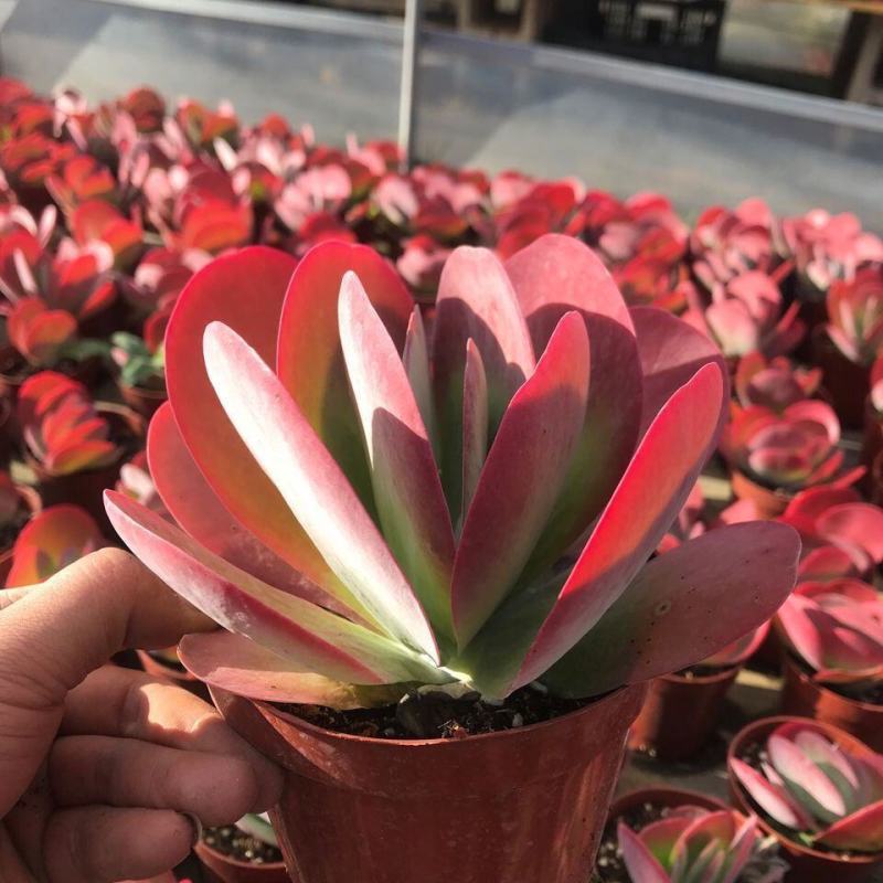 多肉植物爱心唐印新手好养老桩阳台办公室趣味小绿植