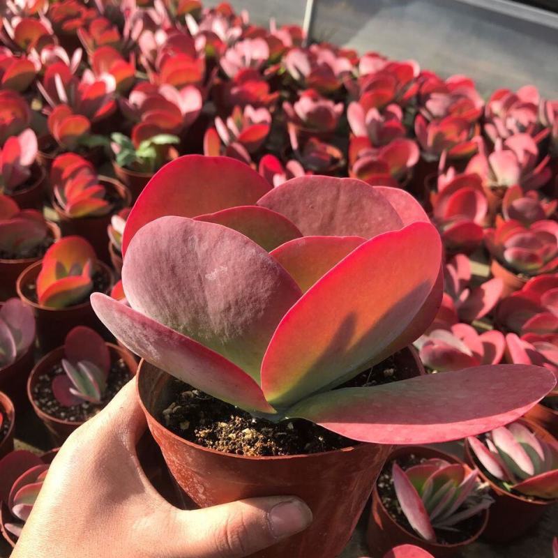 多肉植物爱心唐印新手好养老桩阳台办公室趣味小绿植