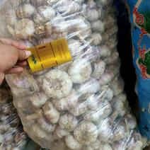 聊城大青棵蒜种，大量现货供应，把子蒜，毛胡，大量现货供应