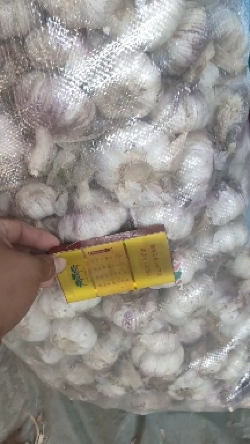 聊城大青棵蒜种，大量现货供应，把子蒜，毛胡，大量现货供应