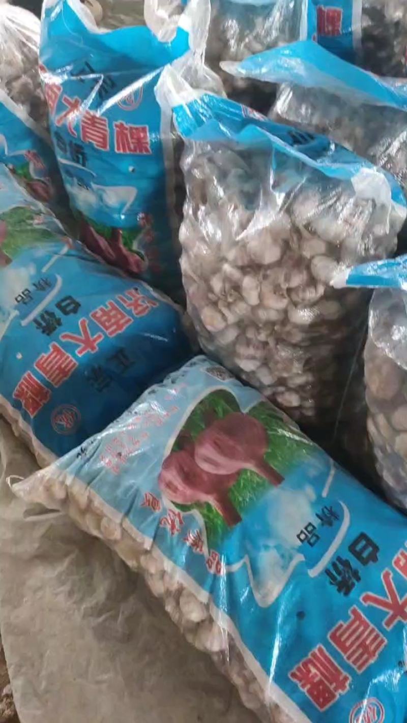聊城大青棵蒜种，大量现货供应，把子蒜，毛胡，大量现货供应