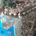 聊城大青棵蒜种，大量现货供应，把子蒜，毛胡，大量现货供应