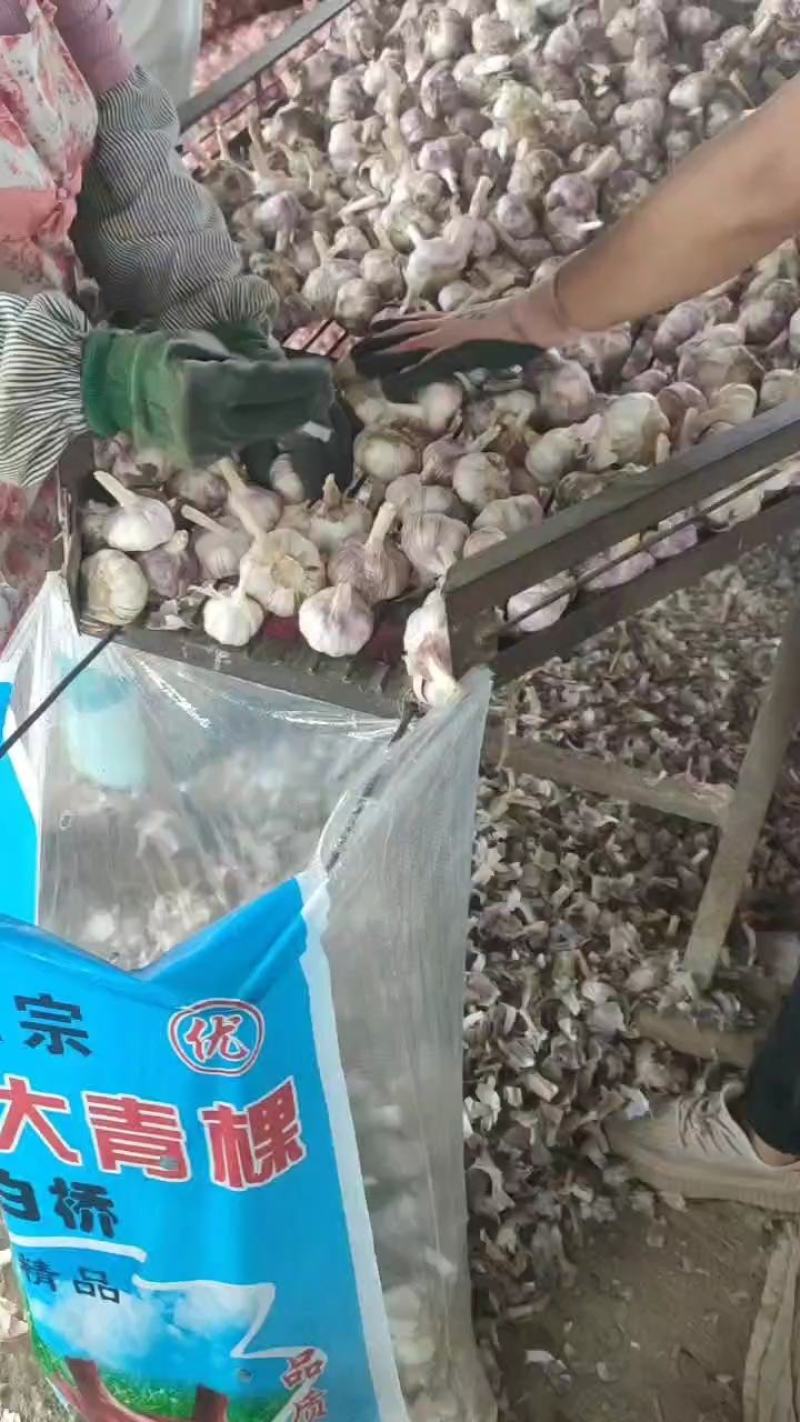 聊城大青棵蒜种，大量现货供应，把子蒜，毛胡，大量现货供应