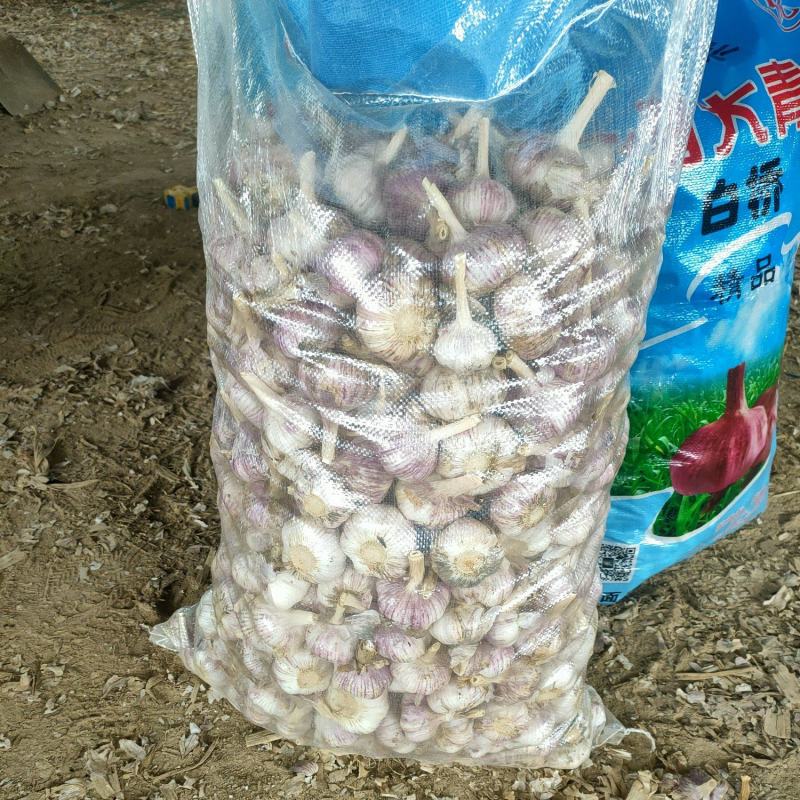 聊城大青棵蒜种，大量现货供应，把子蒜，毛胡，大量现货供应