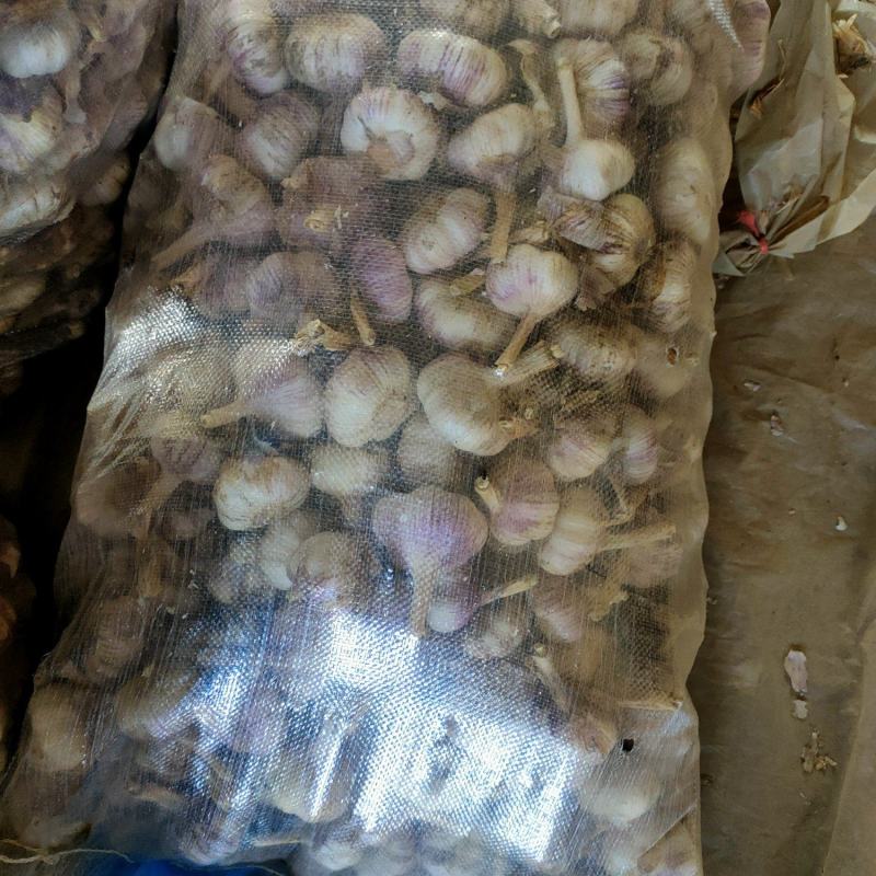 聊城大青棵蒜种，大量现货供应，把子蒜，毛胡，大量现货供应