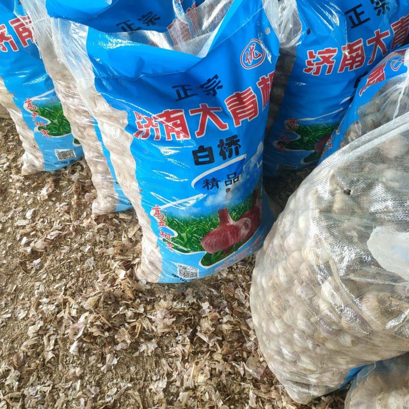 聊城大青棵蒜种，大量现货供应，把子蒜，毛胡，大量现货供应