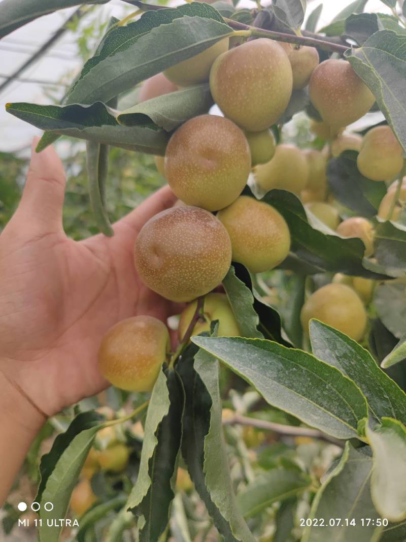 新疆牛奶脆枣，甜蜜暴击。现采现发新鲜冬枣特级大果全国可发
