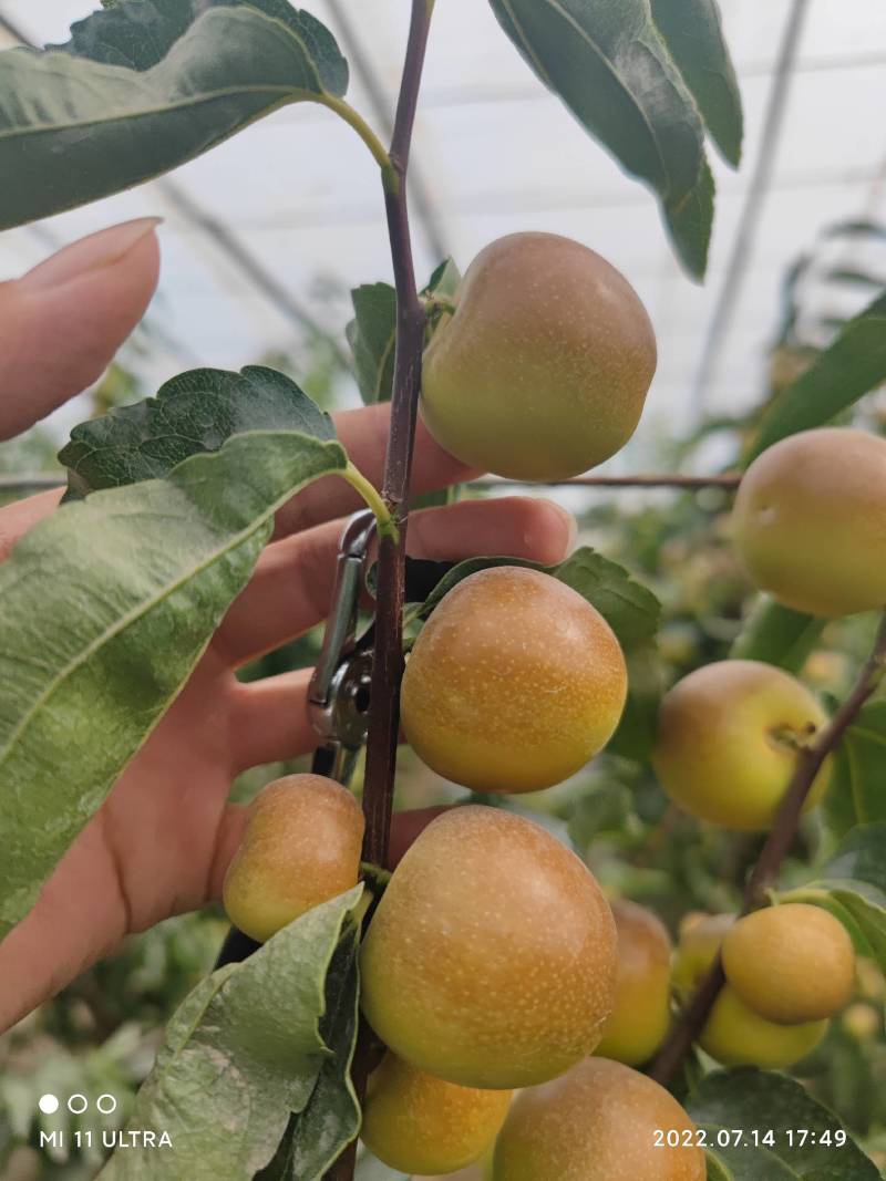 新疆牛奶脆枣，甜蜜暴击。现采现发新鲜冬枣特级大果全国可发