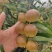 新疆牛奶脆枣，甜蜜暴击。现采现发新鲜冬枣特级大果全国可发