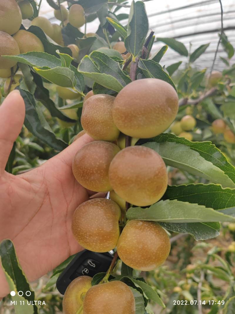 新疆牛奶脆枣，甜蜜暴击。现采现发新鲜冬枣特级大果全国可发