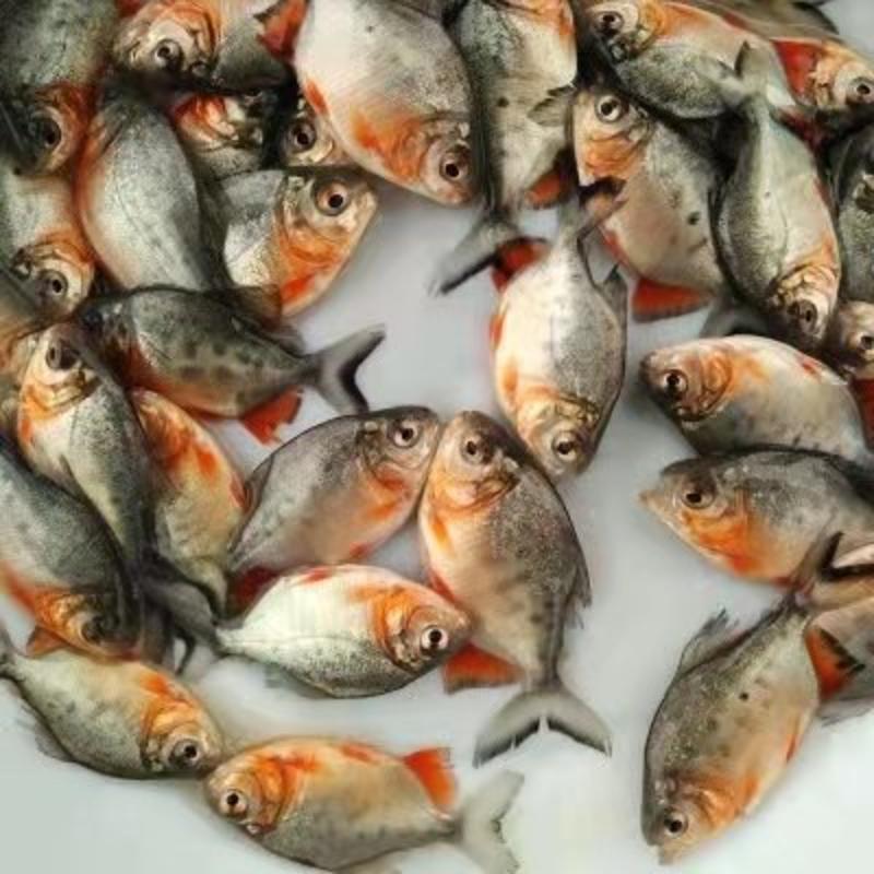 优质淡水红腹鲳鱼苗鲳鱼苗大量现货