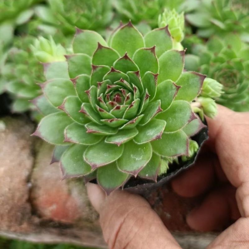 观音莲锦多肉植物观音莲群生多头老桩带仔室内办公室盆栽
