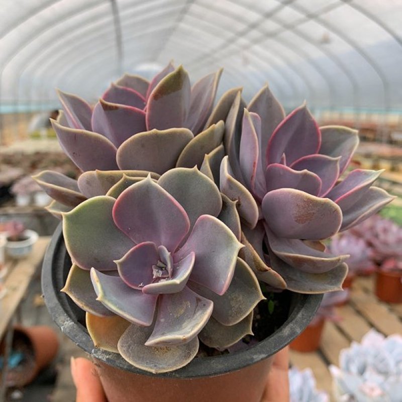 多肉紫珍珠高端盆栽植物花卉绿植客厅阳台办公室除甲醛防辐射