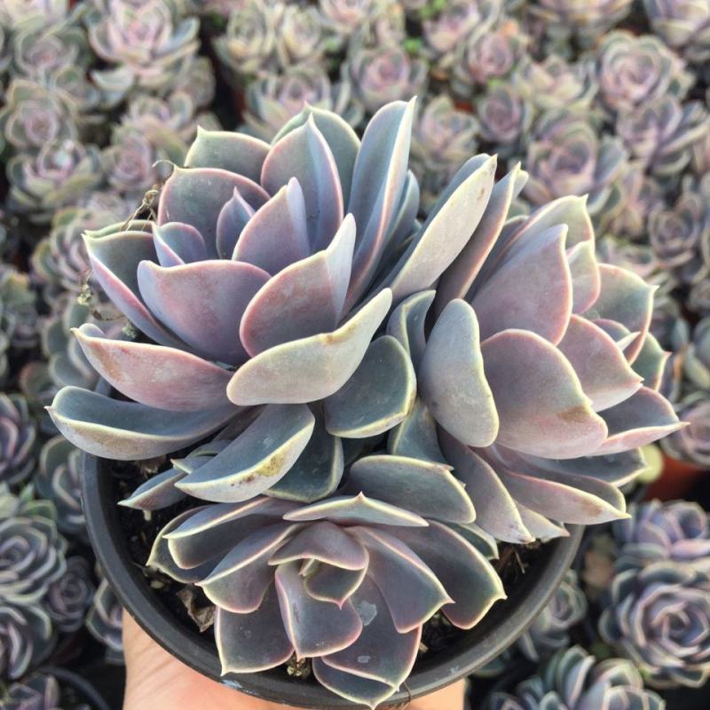 多肉紫珍珠高端盆栽植物花卉绿植客厅阳台办公室除甲醛防辐射