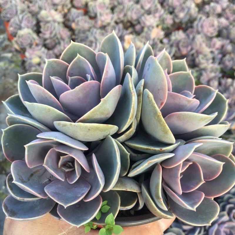 多肉紫珍珠高端盆栽植物花卉绿植客厅阳台办公室除甲醛防辐射