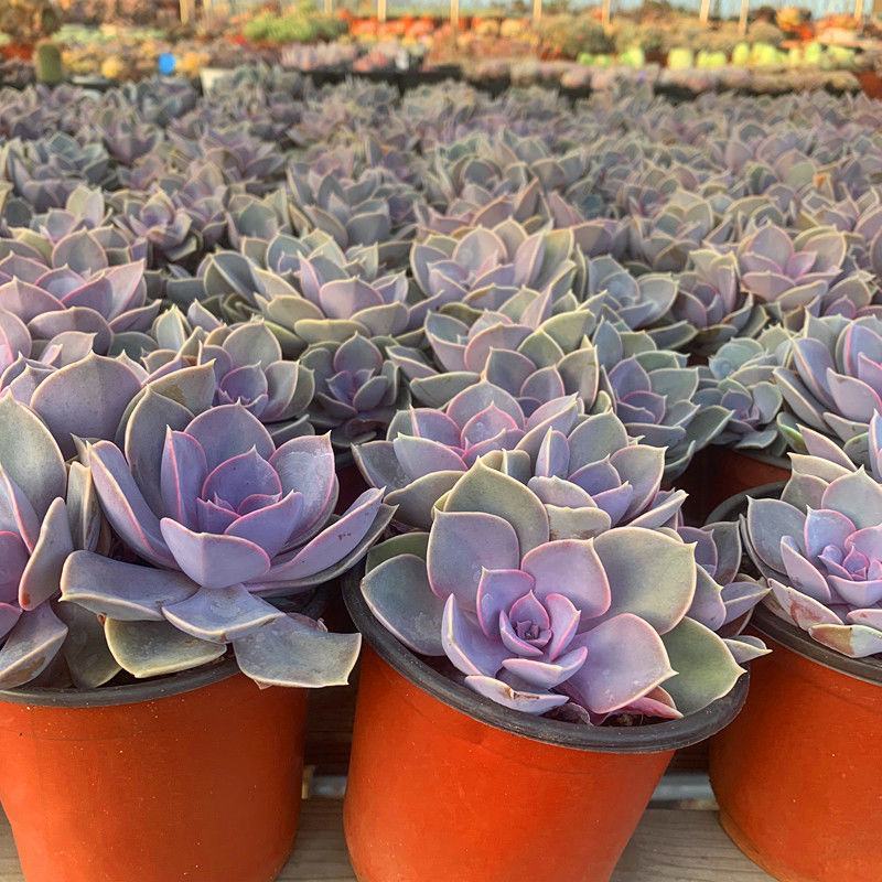 多肉紫珍珠高端盆栽植物花卉绿植客厅阳台办公室除甲醛防辐射