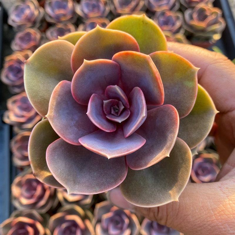 多肉紫珍珠高端盆栽植物花卉绿植客厅阳台办公室除甲醛防辐射
