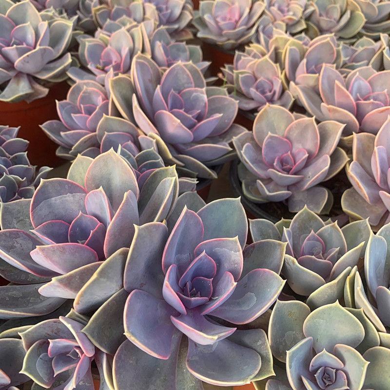 多肉紫珍珠高端盆栽植物花卉绿植客厅阳台办公室除甲醛防辐射