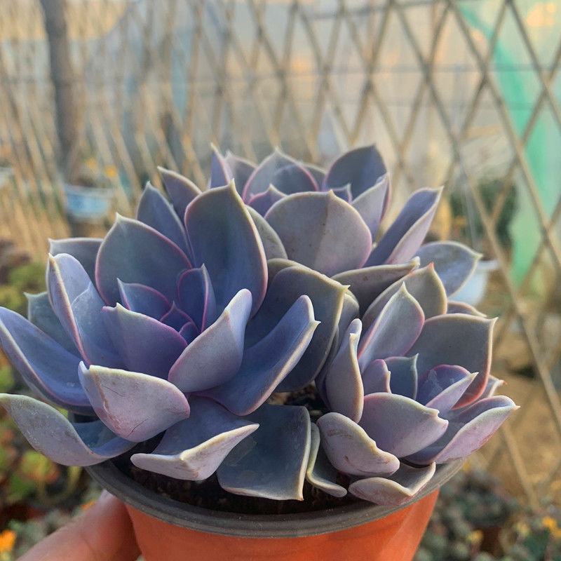 多肉紫珍珠高端盆栽植物花卉绿植客厅阳台办公室除甲醛防辐射