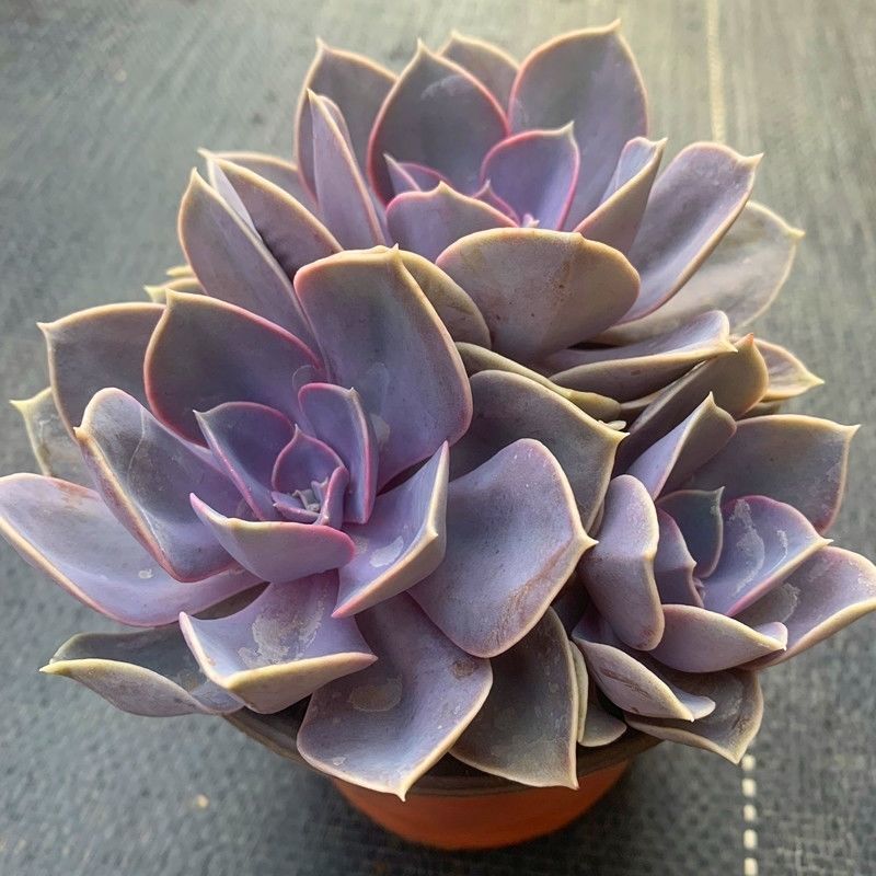 多肉紫珍珠高端盆栽植物花卉绿植客厅阳台办公室除甲醛防辐射