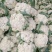 《精选》有机花菜松花菜，全国发货，量大从优价格合理