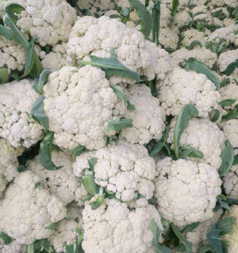 《精选》有机花菜松花菜，全国发货，量大从优价格合理