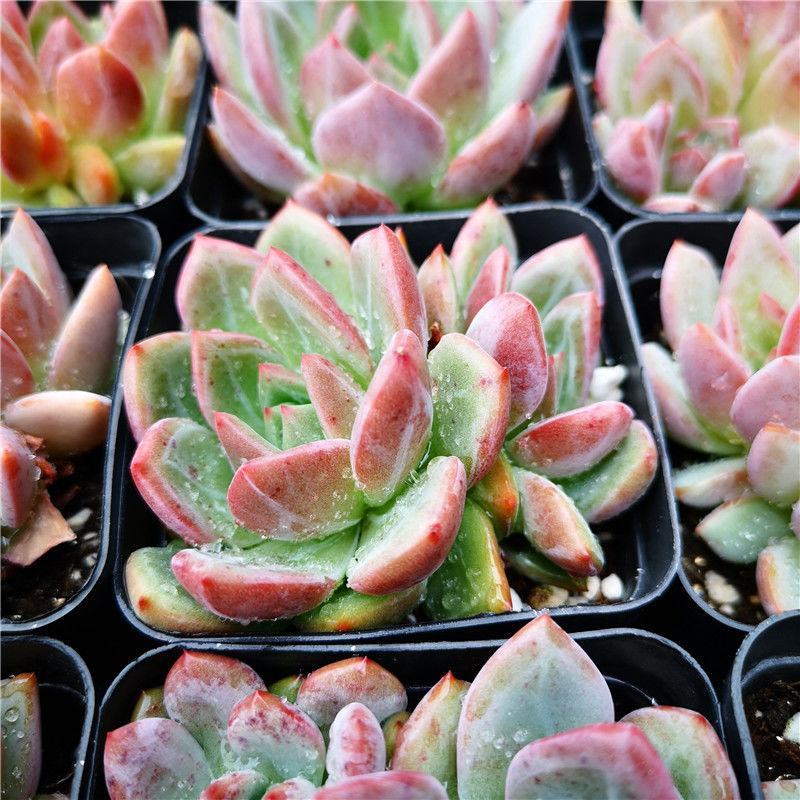 香槟多肉植物客厅办公室桌面花卉绿植盆栽新手四季易养