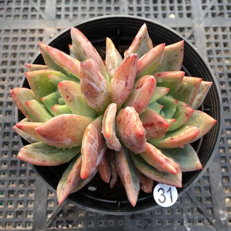 香槟多肉植物客厅办公室桌面花卉绿植盆栽新手四季易养