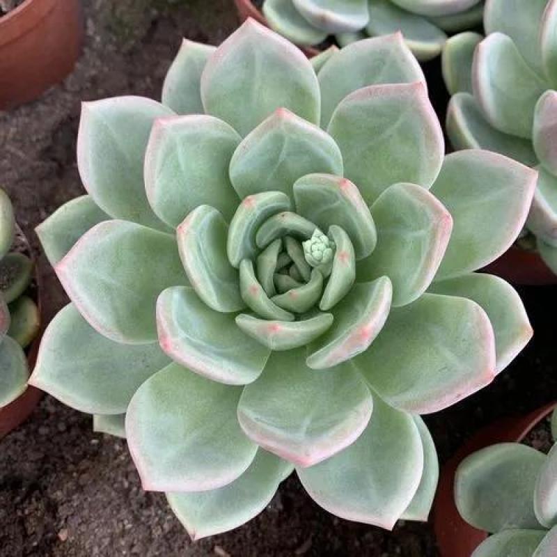 香槟多肉植物客厅办公室桌面花卉绿植盆栽新手四季易养