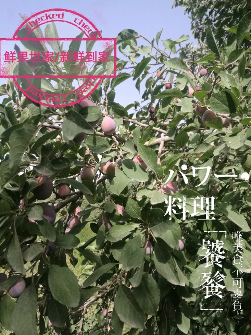 新疆法兰西梅/新疆西梅/新疆新梅/喀什西梅/