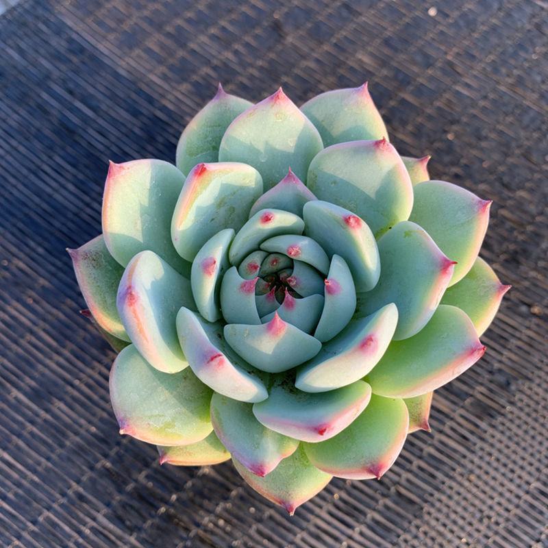 吉娃娃多肉大颗阳台窗台露天植物好养易活高档多肉
