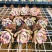 吉娃娃多肉大颗阳台窗台露天植物好养易活高档多肉