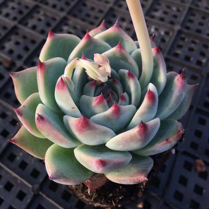 吉娃娃多肉大颗阳台窗台露天植物好养易活高档多肉