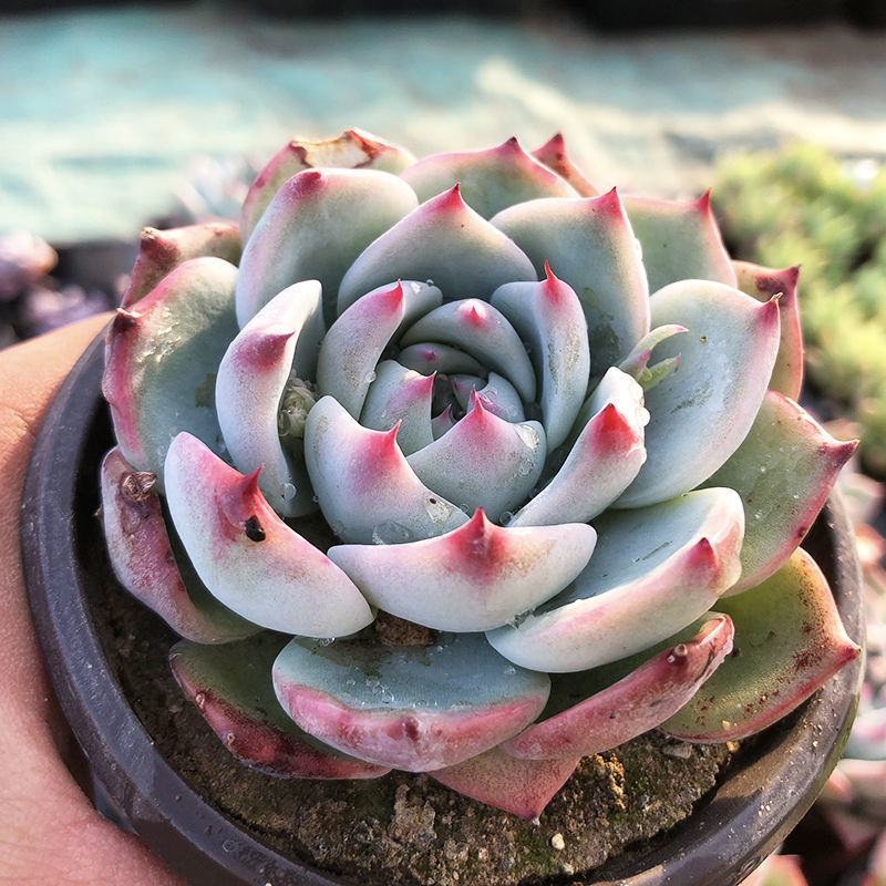 吉娃娃多肉大颗阳台窗台露天植物好养易活高档多肉