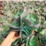 蓝色妖姬精品多肉植物盆栽花园庭院适合用