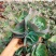 蓝色妖姬精品多肉植物盆栽花园庭院适合用
