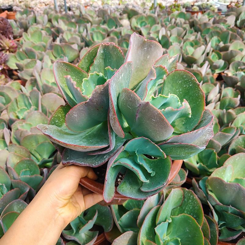 蓝色妖姬精品多肉植物盆栽花园庭院适合用
