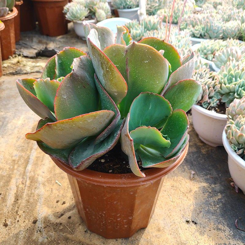 蓝色妖姬精品多肉植物盆栽花园庭院适合用
