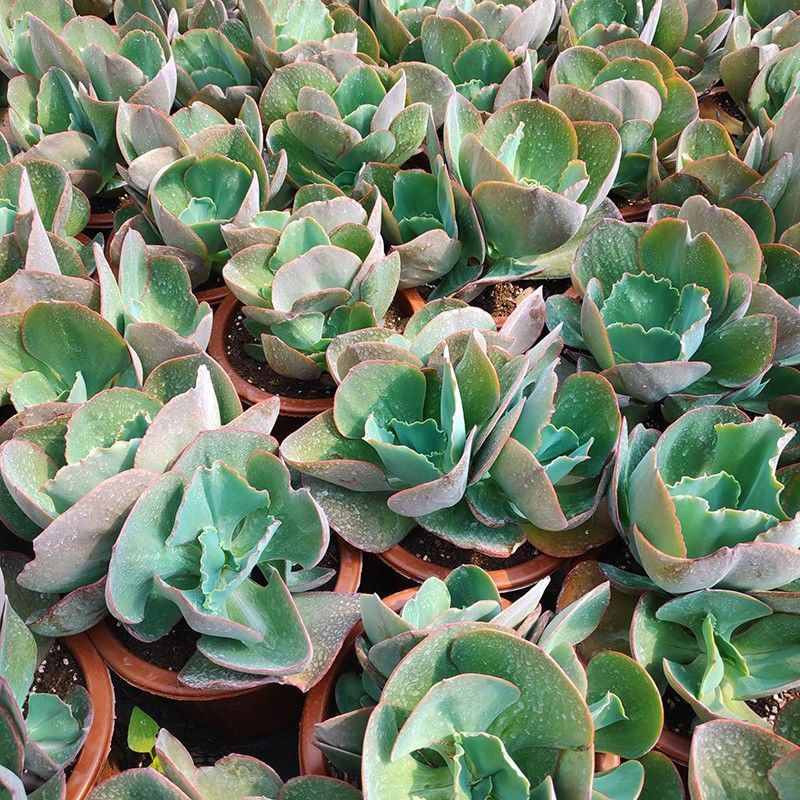 蓝色妖姬精品多肉植物盆栽花园庭院适合用