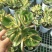 落日之雁新花月锦多肉植物肉肉植物萌肉肉组合盆栽