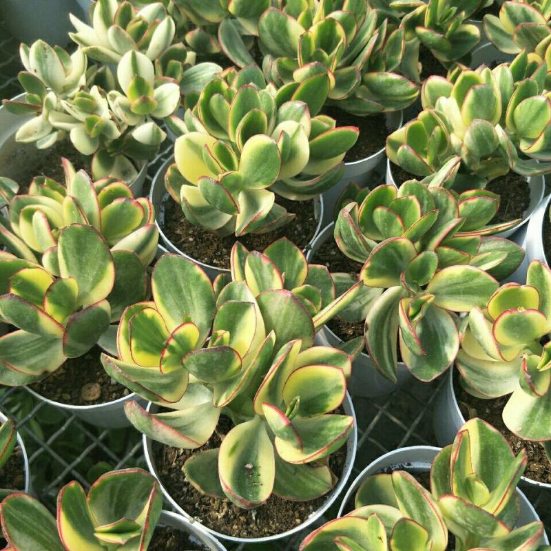 落日之雁新花月锦多肉植物肉肉植物萌肉肉组合盆栽