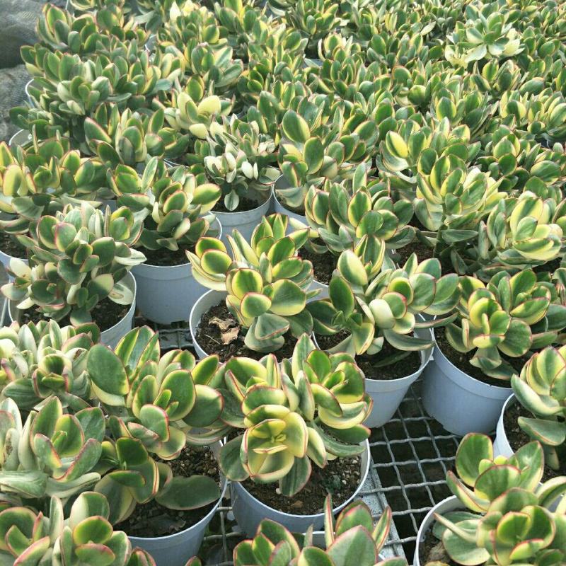 落日之雁新花月锦多肉植物肉肉植物萌肉肉组合盆栽