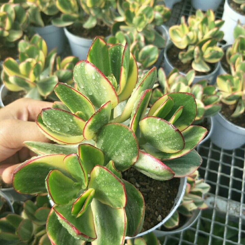 落日之雁新花月锦多肉植物肉肉植物萌肉肉组合盆栽